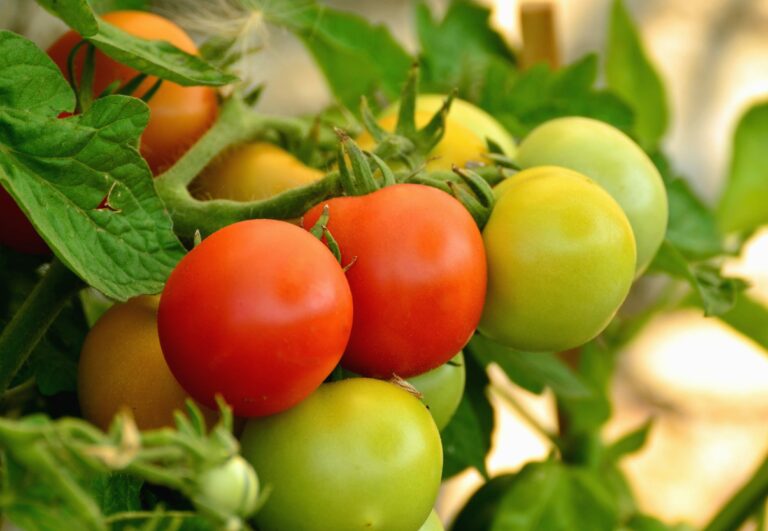 Czym się różni pomidor malinowy od zwykłego? Jaką odmianę wybrać?