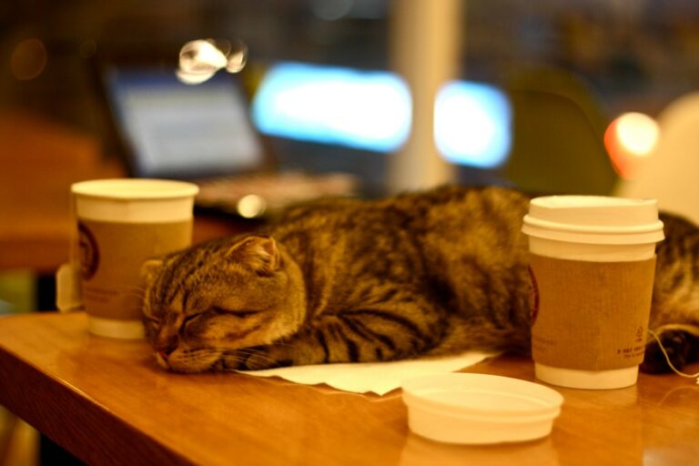 Ile jest kocich kawiarni w Warszawie? Czy do kociej kawiarni można przyjść z kotem?