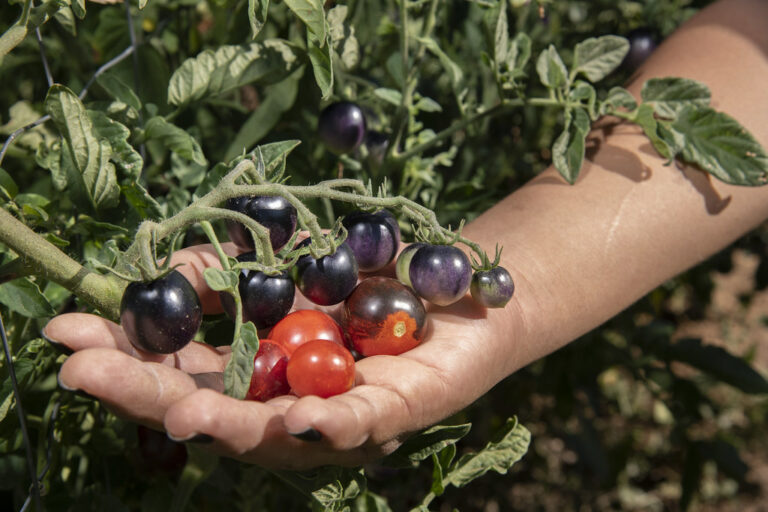 Pomidory czarne (Czarny Książę) – odmiany, uprawa, wykorzystanie