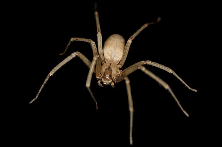 Trujący pająk pustelnik brunatny coraz bliżej Polski, czy jest groźny?