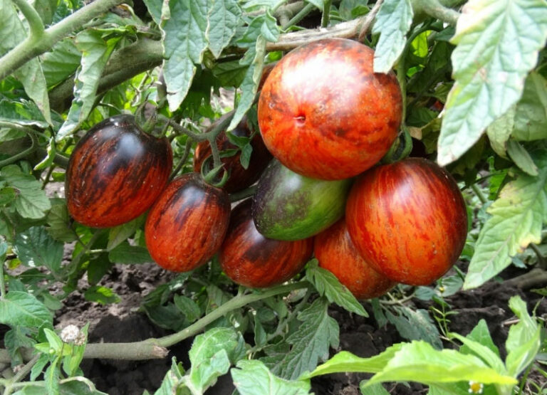Pomidor Gargamel – Jak wygląda? Uprawa i smak